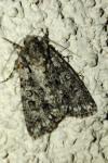 Acronicta rumicis