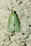 Tortrix viridana