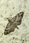 Gymnoscelis rufifasciata