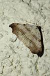 Laspeyria flexula