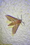 Deilephila elpenor