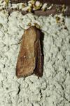 Mythimna albipuncta