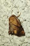 Apoda limacodes