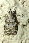 Scoparia pyralella