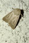 Mythimna sicula