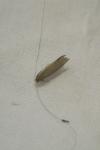 Nematopogon adansoniella