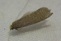 Nematopogon adansoniella