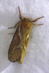 Korscheltellus lupulinus
