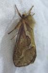 Korscheltellus lupulinus