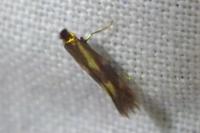 Bucculatrix nigricomella