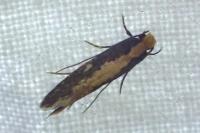 Monopis crocicapitella / Monopis obviella