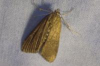 Parapoynx stratiotata