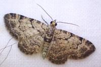 Pasiphila rectangulata