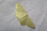 Idaea subsericeata