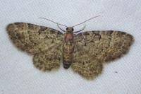 Pasiphila chloerata