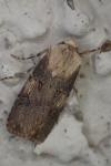 Agrotis puta