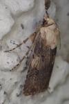 Agrotis puta