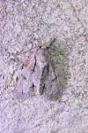 Acronicta psi
