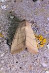 Charanyca trigrammica