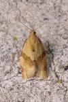 Clepsis consimilana
