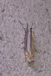 Crambus pascuella