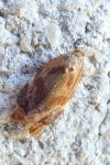 Ditula angustiorana