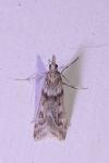 Eudonia angustea