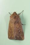 Mythimna albipuncta