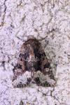 Oligia strigilis
