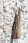 Chrysocramboides craterellus