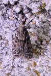 Eudonia mercurella