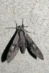 Hyloicus maurorum