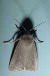 Mythimna sicula