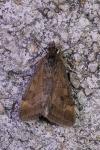 Pyrausta despicata