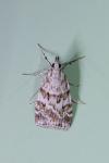 Scoparia pyralella