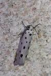 Yponomeuta sedella