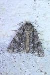 Acronicta rumicis