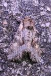 Lacanobia w-latinum