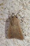 Mythimna unipuncta
