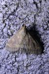 Ostrinia nubilalis