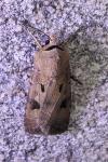 Agrotis exclamationis