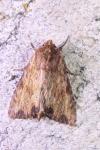 Apamea sublustris