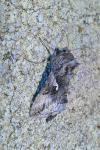 Autographa gamma