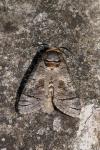 Cossus cossus