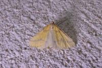 Aspitates ochrearia