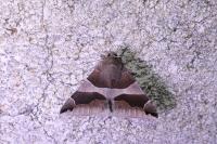 Dysgonia algira