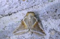 Habrosyne pyritoides