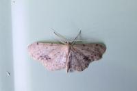 Idaea dimidiata
