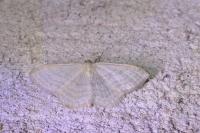 Idaea subsericeata