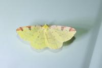 Opisthograptis luteolata